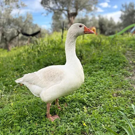 Apartmán Casale Carolea *