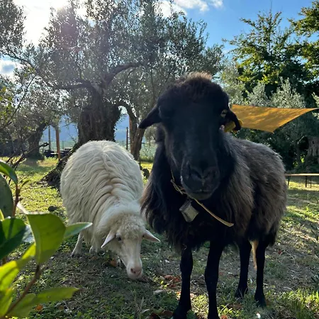 Casale Carolea * Sarrotino