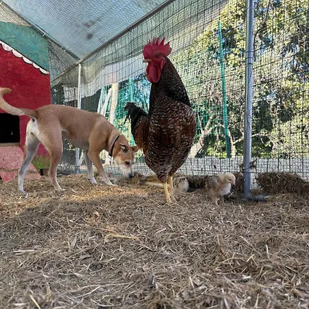 Apartmán Casale Carolea *