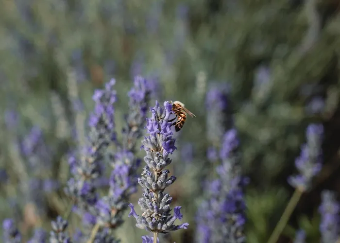 Casale Carolea * Sarrotino