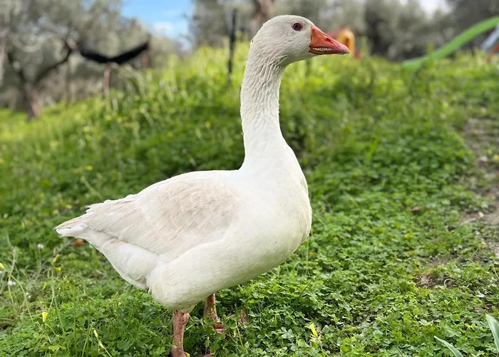 公寓 Casale Carolea *