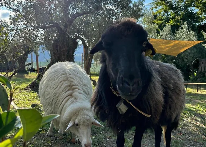 Casale Carolea * Sarrotino