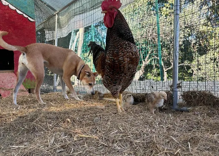 公寓 Casale Carolea *